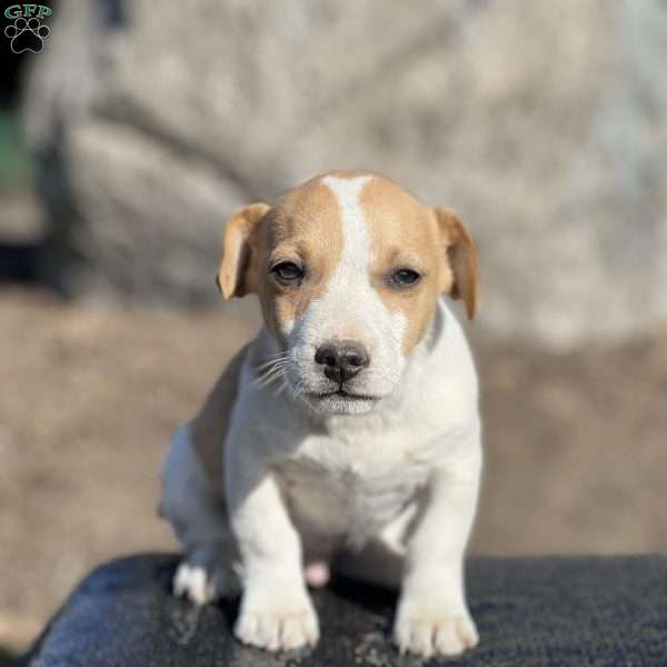Archie, Jack Russell Terrier Puppy