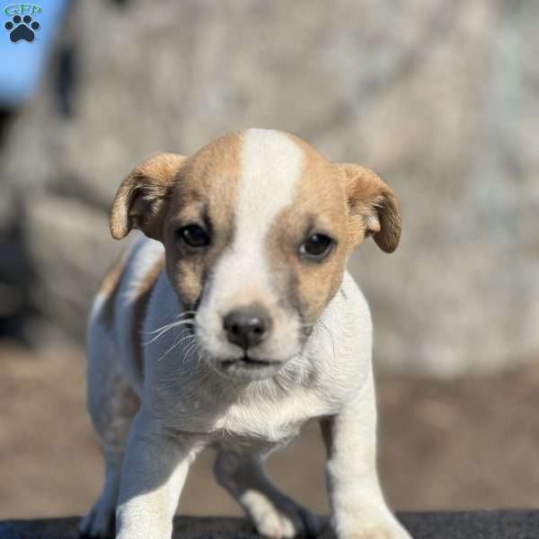 Amigo, Jack Russell Terrier Puppy