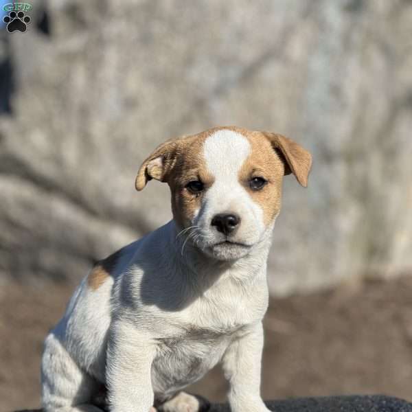 Ace, Jack Russell Terrier Puppy