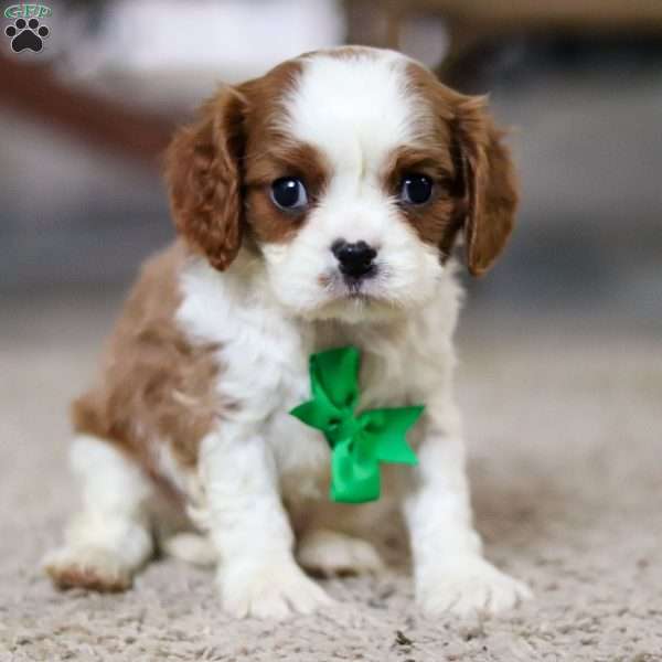 Ike, Cavalier King Charles Spaniel Puppy