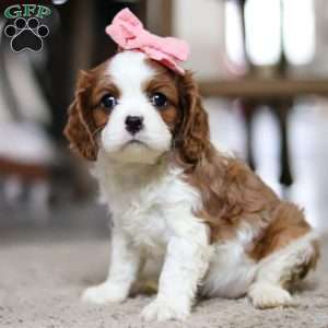Indy, Cavalier King Charles Spaniel Puppy