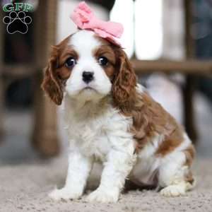 Indy, Cavalier King Charles Spaniel Puppy