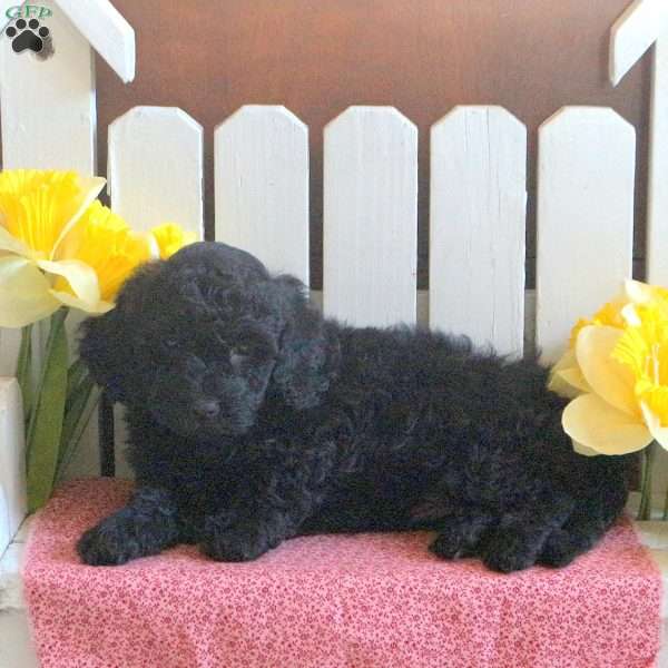 Inky, Toy Poodle Mix Puppy