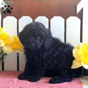 Inky, Toy Poodle Mix Puppy