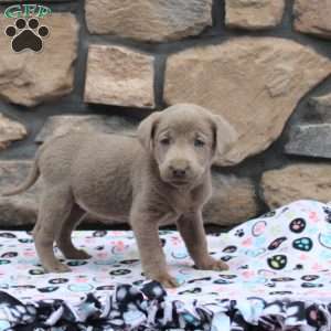 Greenfield puppies silver store labs