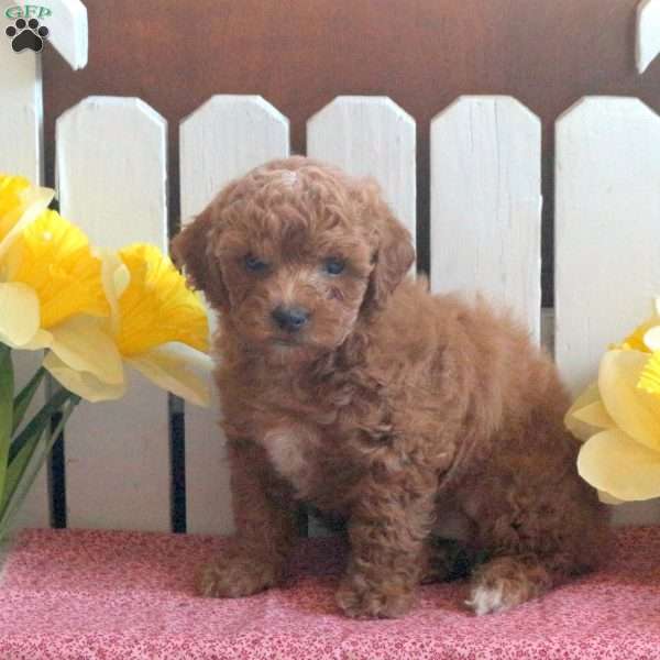 Isabell, Toy Poodle Mix Puppy