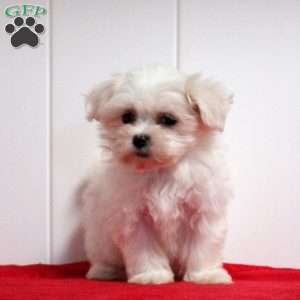 Maltichon puppy sale for sale