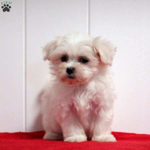 Isabella, Maltichon Puppy