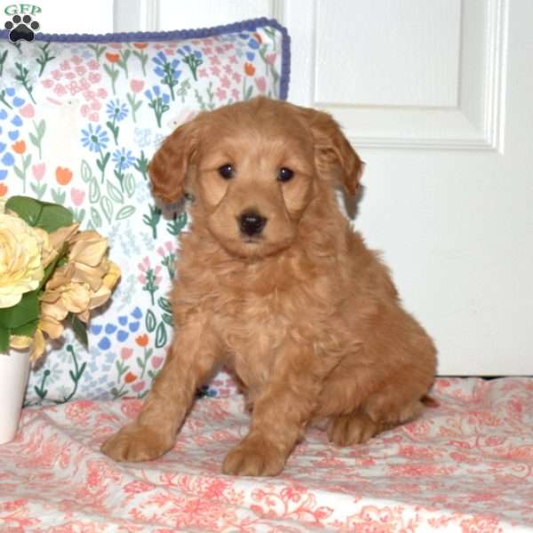 Isabelle, Mini Goldendoodle Puppy