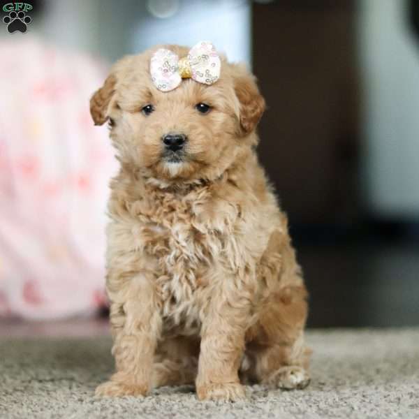 Ivy, Mini Goldendoodle Puppy