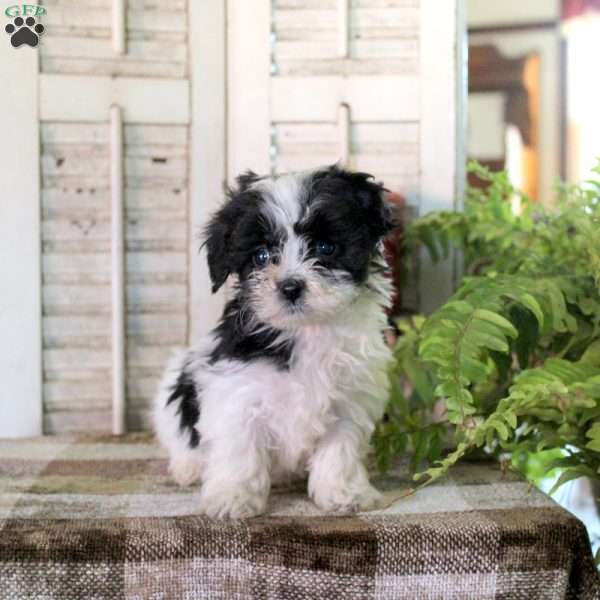 Ivy, Maltipoo Puppy