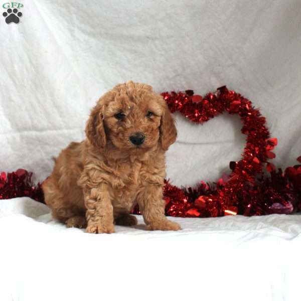 Jasper, Miniature Poodle Puppy