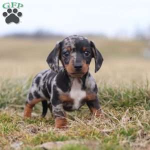 Greenfield store puppies dachshund