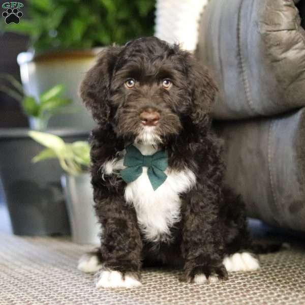 Jared, Portuguese Water Dog Puppy