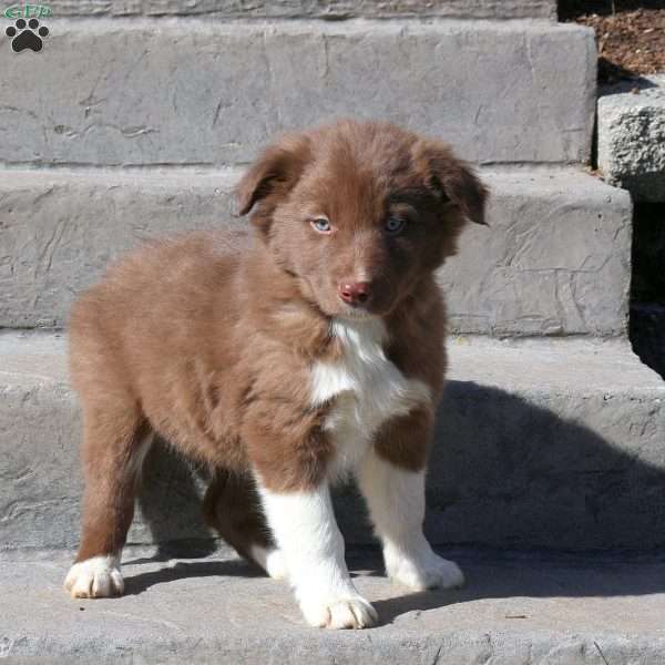 Jasper, Border Collie Puppy
