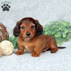 Greenfield puppies sale dachshund