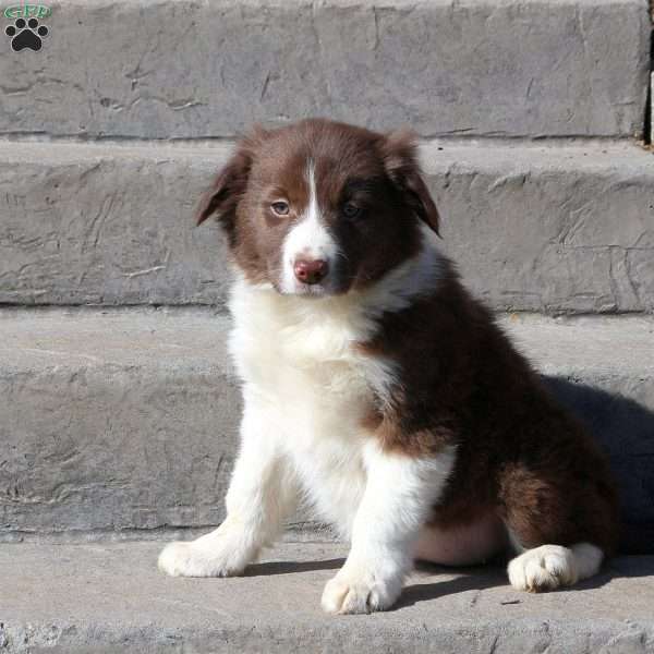 Jenny, Border Collie Puppy