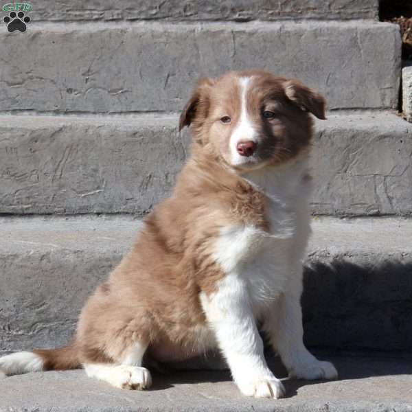 Jessica, Border Collie Puppy