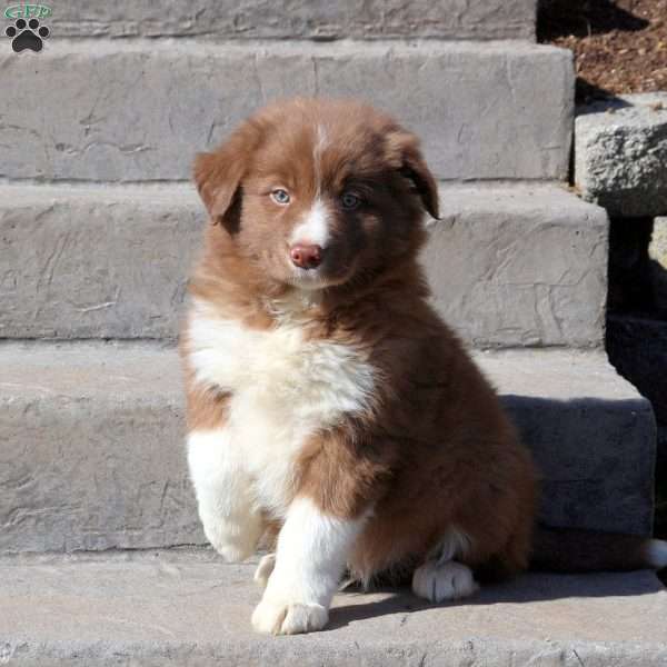 Joey, Border Collie Puppy