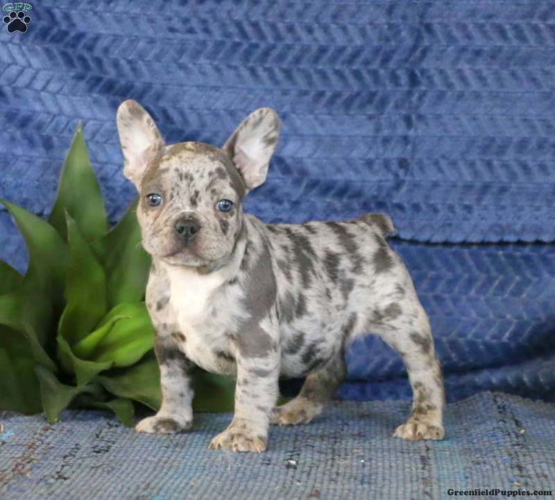 Jordan - French Bulldog Puppy For Sale in Pennsylvania