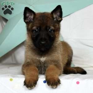Judah, German Shepherd Puppy