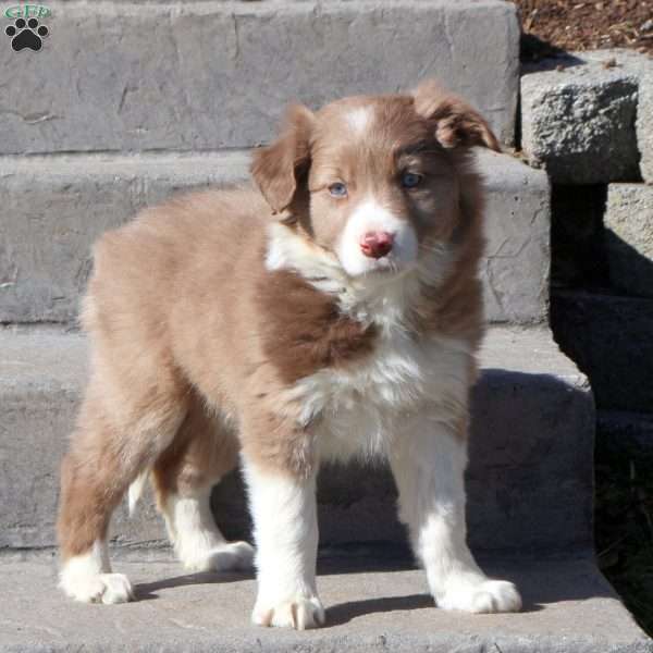 Julia, Border Collie Puppy
