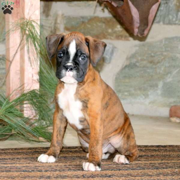 Justin, Boxer Puppy