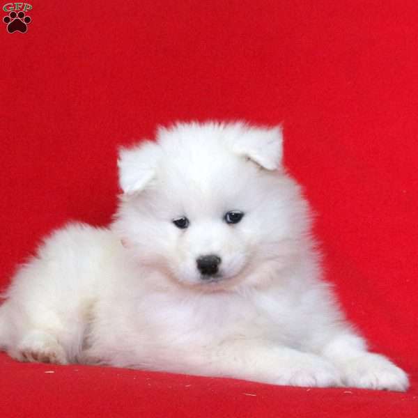 Karen, Samoyed Puppy