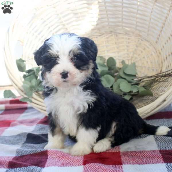 Karl, Mini Bernedoodle Puppy