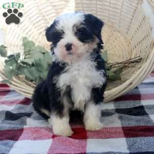 Karl, Mini Bernedoodle Puppy