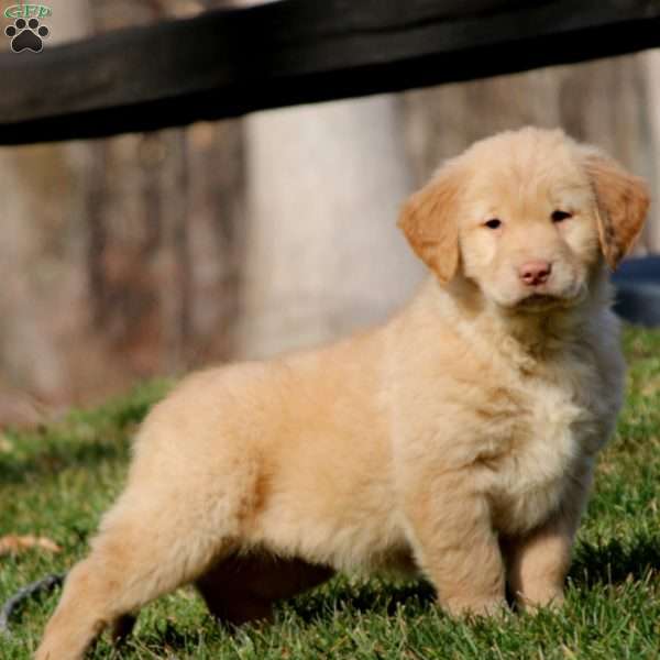 Karla, Golden Retriever Puppy