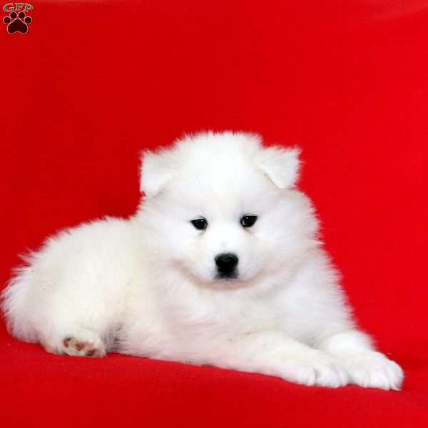 Katie, Samoyed Puppy