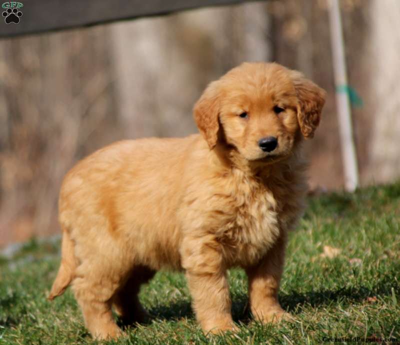 Katrina Golden Retriever Puppy For Sale in Pennsylvania