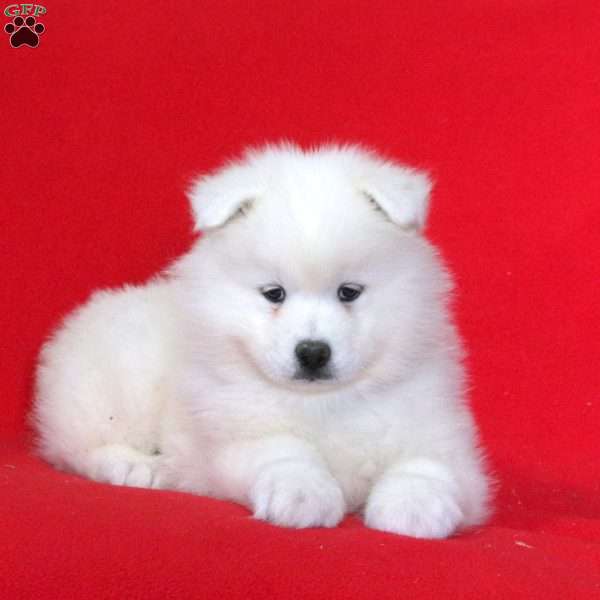 Kayla, Samoyed Puppy