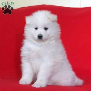 Greenfield store puppies samoyed