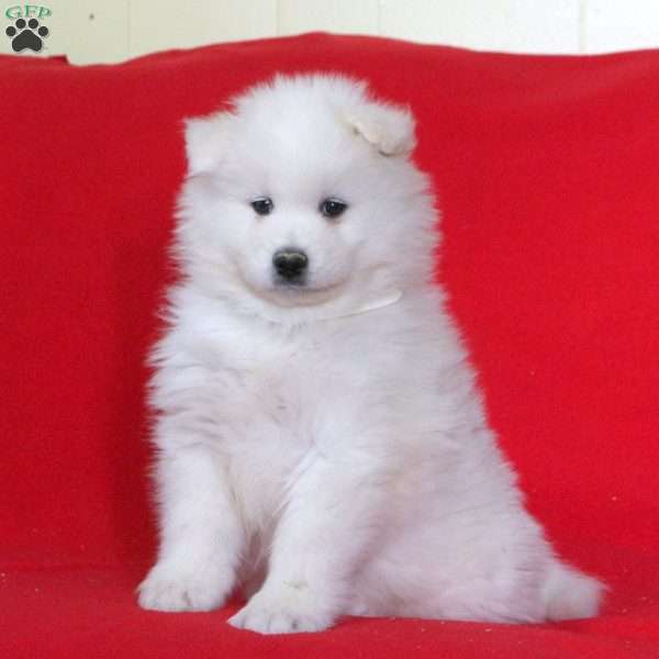 Keith, Samoyed Puppy