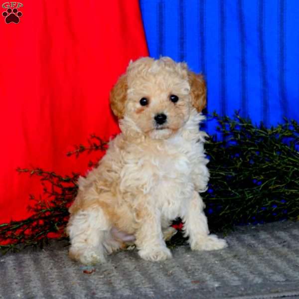 Kendall, Maltipoo Puppy