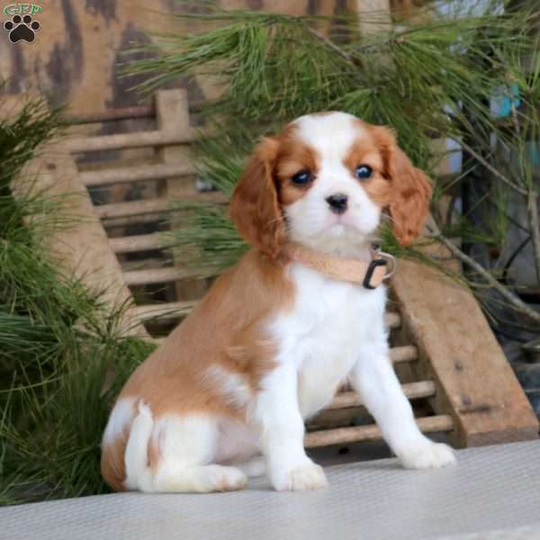Kendi, Cavalier King Charles Spaniel Puppy
