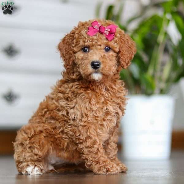 Kennedy, Mini Goldendoodle Puppy