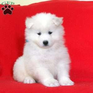 Greenfield store puppies samoyed