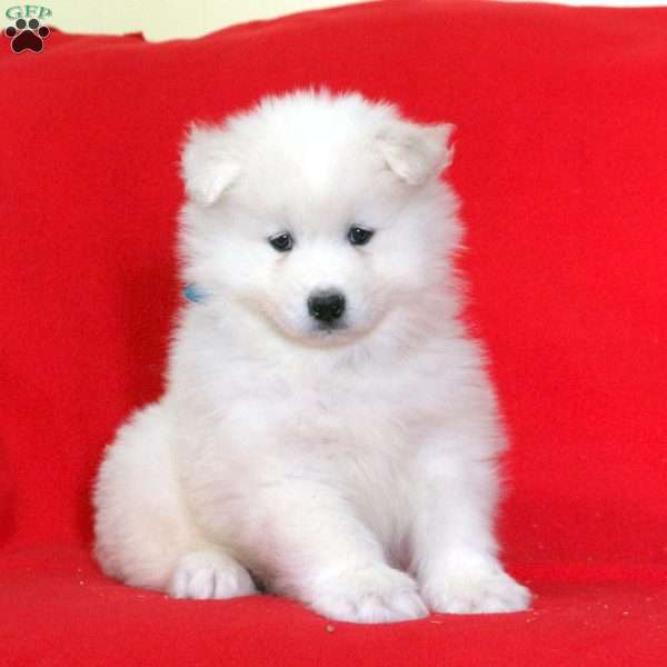 Kenny, Samoyed Puppy