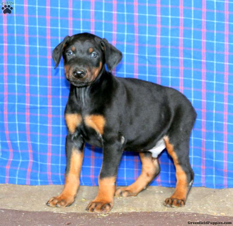 Kent - Doberman Pinscher Puppy For Sale in Pennsylvania