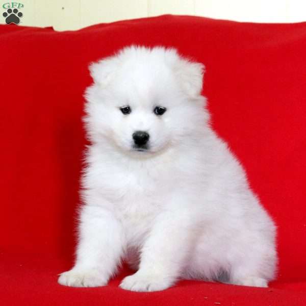 Kevin, Samoyed Puppy