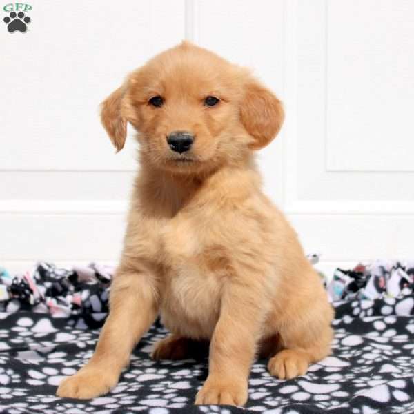 Kevin, Golden Retriever Puppy