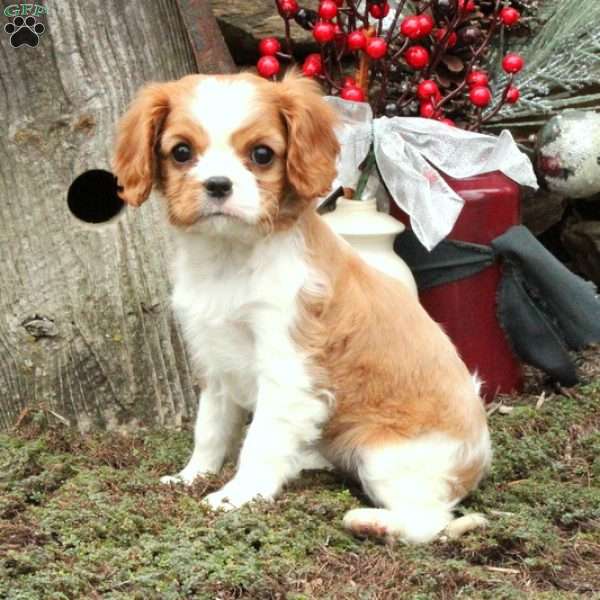 Kezia, Cavalier King Charles Spaniel Puppy