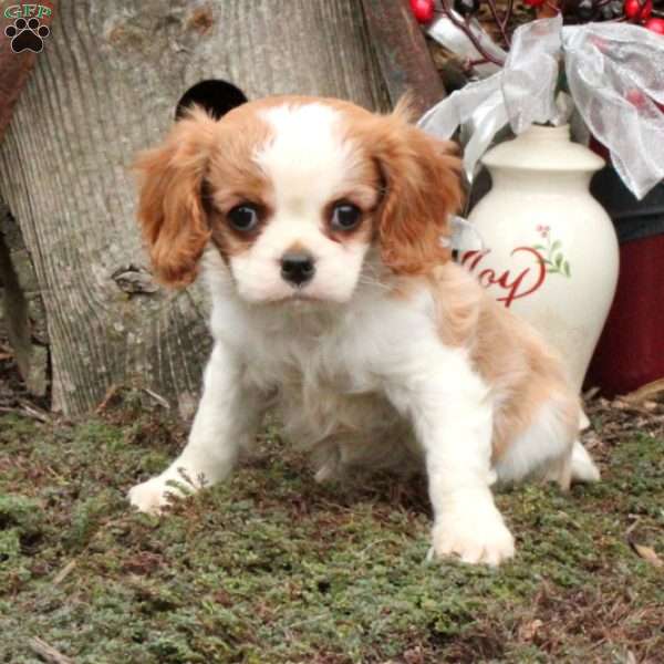 Kia, Cavalier King Charles Spaniel Puppy