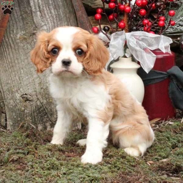 Kierra, Cavalier King Charles Spaniel Puppy
