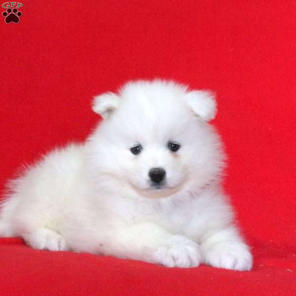 Kim, Samoyed Puppy