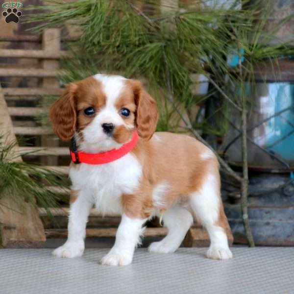 Kody, Cavalier King Charles Spaniel Puppy
