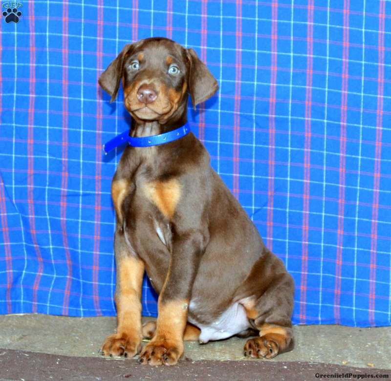 Kolton - Doberman Pinscher Puppy For Sale in Pennsylvania